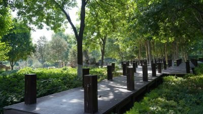 Passarela em parque arborizado com caminho para caminhada em meio à vegetação
