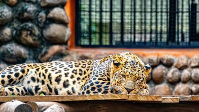 Animal em zoológico observado em espaço de preservação e visitação